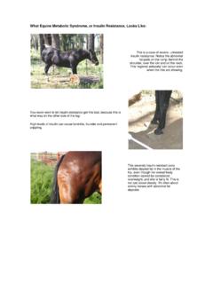 What Equine Metabolic Syndrome, or Insulin …