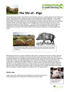 The life of - Pigs - Compassion in World Farming