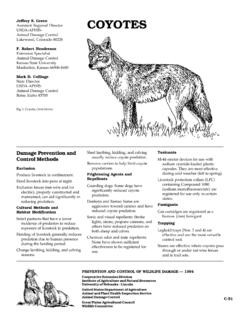 Coyotes - Internet Center for Wildlife Damage Management