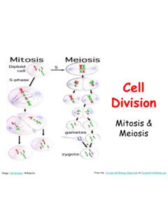 Cell Division - Mitosis &amp; Meiosis Lecture PowerPoint