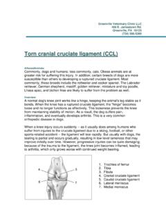 Torn cranial cruciate ligament (CCL)
