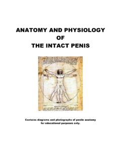 ANATOMY AND PHYSIOLOGY OF THE INTACT PENIS