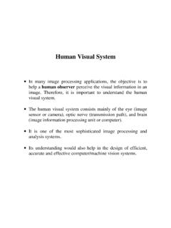 Human Visual System - Washington State University