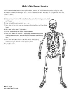 Model of the Human Skeleton - Exploring Nature