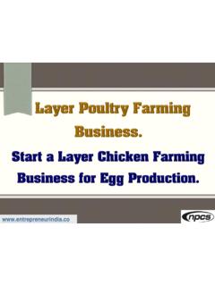 Layer Poultry Farming Business. Start a Layer Chicken ...