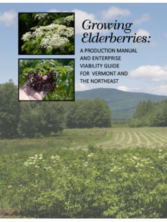 Growing Elderberries - University of Vermont