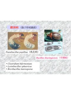 Bacillus thuringiensis - 北海道大学