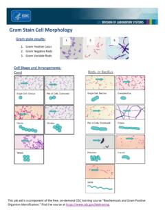 Gram Stain Cell Morphology - CDC