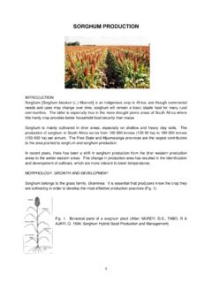 Sorghum Production - The Agricultural Research Council is ...