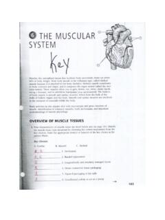 Muscle System Packet Key - Gore's Anatomy &amp; Physiology