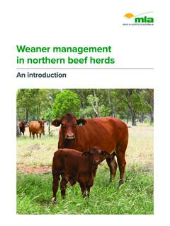 Weaner management in northern beef herds - MLA