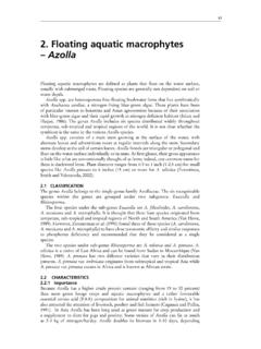 2. Floating aquatic macrophytes Azolla