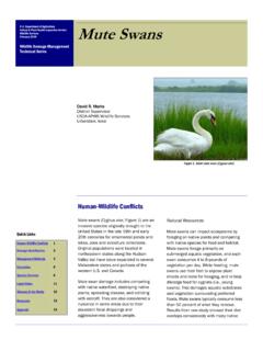 Mute Swans - USDA