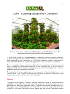 Guide To Growing Strawberries In Containers - Ken Muir