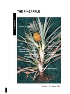 Chapter 1 - The pineapple - Department of Agriculture and ...