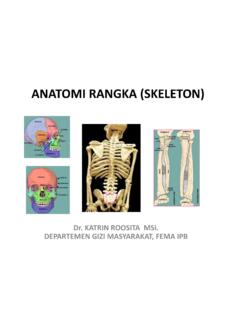 ANATOMI RANGKA (SKELETON) - kroosita2's blog