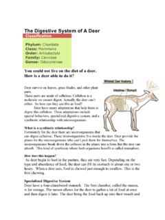 The Digestive System of A Deer - School of Arts &amp; Sciences