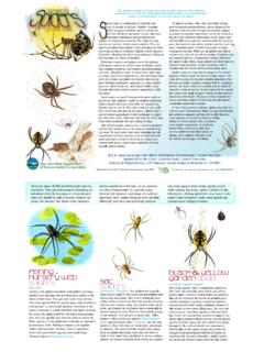 Common Spiders of New York - New York State Department …