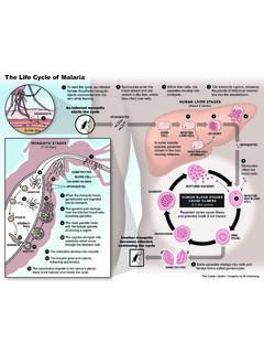 The Life Cycle of Malaria - Carter Center
