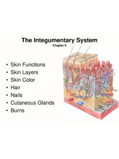 Chapter 7 The Integumentary System