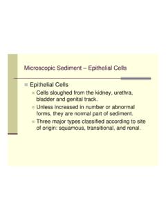 Microscopic Sediment – Epithelial Cells Epithelial Cells