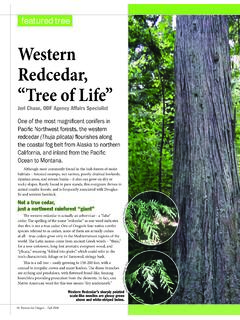 Western Redcedar, “Tree of Life” - Oregon