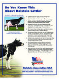 Do You Know This About Holstein Cattle?
