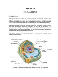PRACTICA 3 CELULA VEGETAL - Universidad Veracruzana