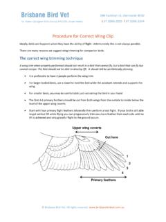 Procedure for Correct Wing Clip - Brisbane Bird Vet