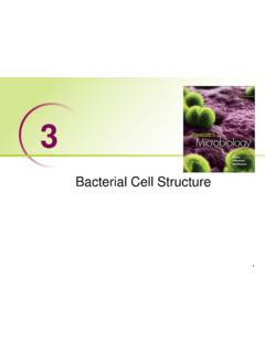 Bacterial Cell Structure - Bellarmine University