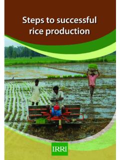 12 Steps Required for Successful Rice Production