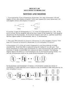 MITOSIS AND MEIOSIS - Millersville University