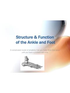 Structure &amp; Function of the Ankle and Foot - MCCC