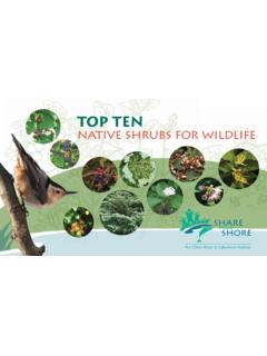 Top Ten native shrubs for wildlife - UWSP