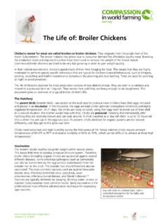 The Life of: Broiler Chickens - Compassion in World Farming