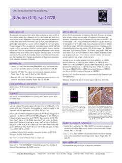 SANTA CRUZ BIOTECHNOLOGY, INC. β-Actin (C4): sc-47778 - …