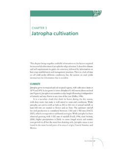 CHAPTER 3 Jatropha cultivation - Home | Food and ...