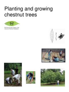 Planting and growing chestnut trees