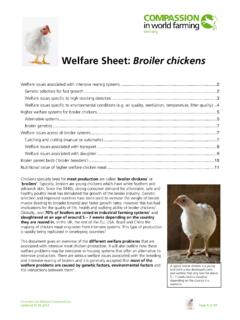 Welfare Sheet: Broiler chickens - Compassion in World Farming
