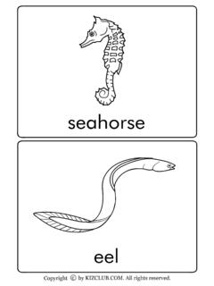 seahorse - KIZCLUB