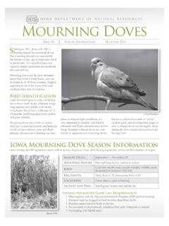 Mourning Doves - Iowa Department of Natural Resources