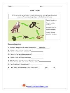Food Chains - Little Worksheets