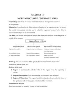 CHAPTER - 5 MORPHOLOGY OF FLOWERING PLANTS