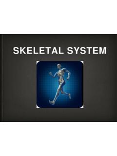 Skeletal system - MIDDLE SCHOOL PE