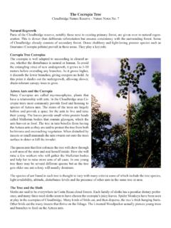 The Cecropia Tree - Cloudbridge Nature Reserve