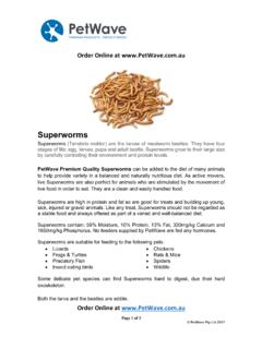 PetWave Superworms Care Sheet V4