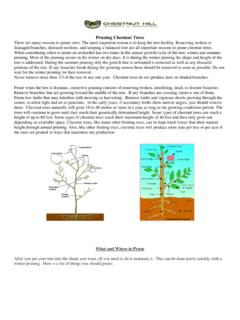 Pruning Chestnut Trees - CHESTNUT HILL …