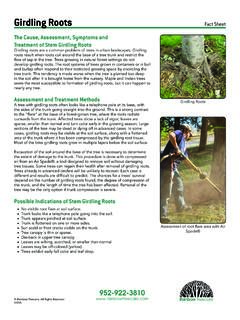 Girdling Roots Fact Sheet - Rainbow Treecare