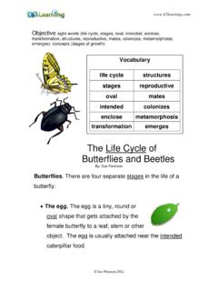 The Life Cycle of Butterflies and Beetles