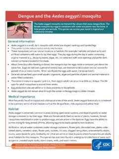 Dengue and the Aedes aegypti mosquito